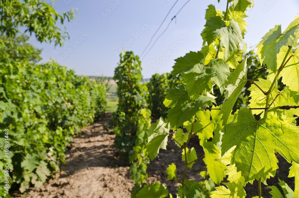 Landscape in the vineyard in the summer, Katselovo, Bulgaria Landscape in the vineyard in the summer, Katselovo, Bulgaria