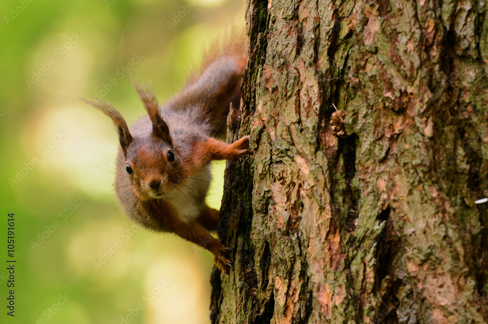 A squirrel is lurking on the tree A squirrel is lurking on the tree