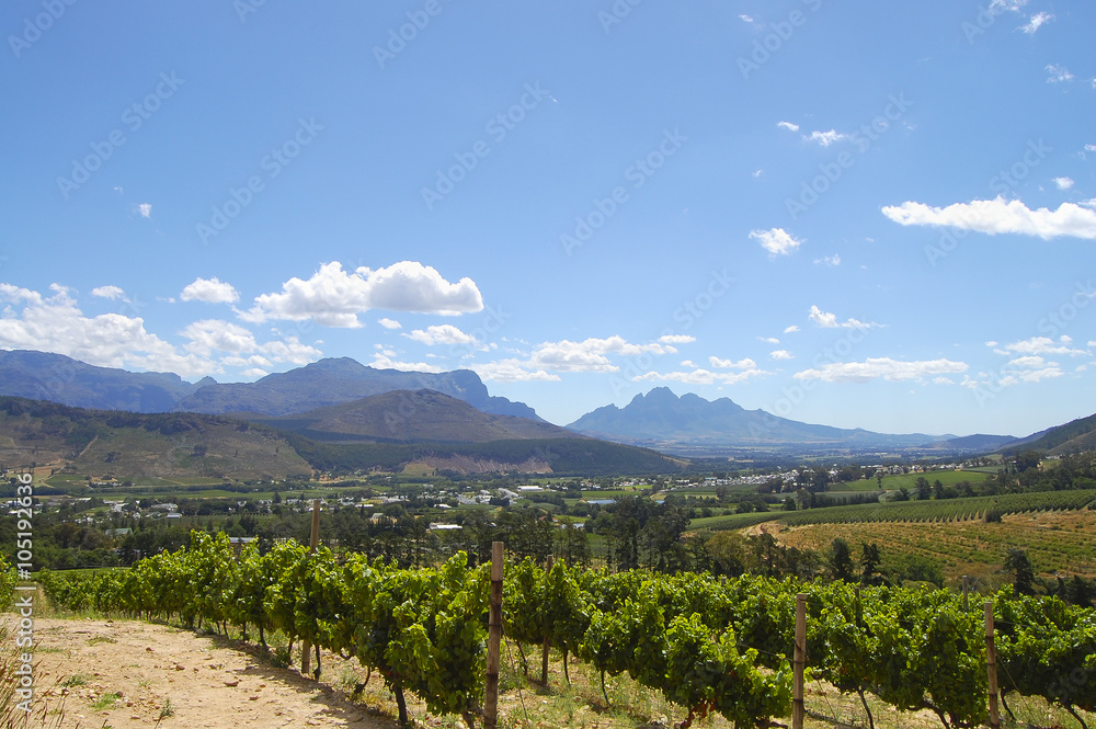 Vineyard - Stellenbosch - South Africa