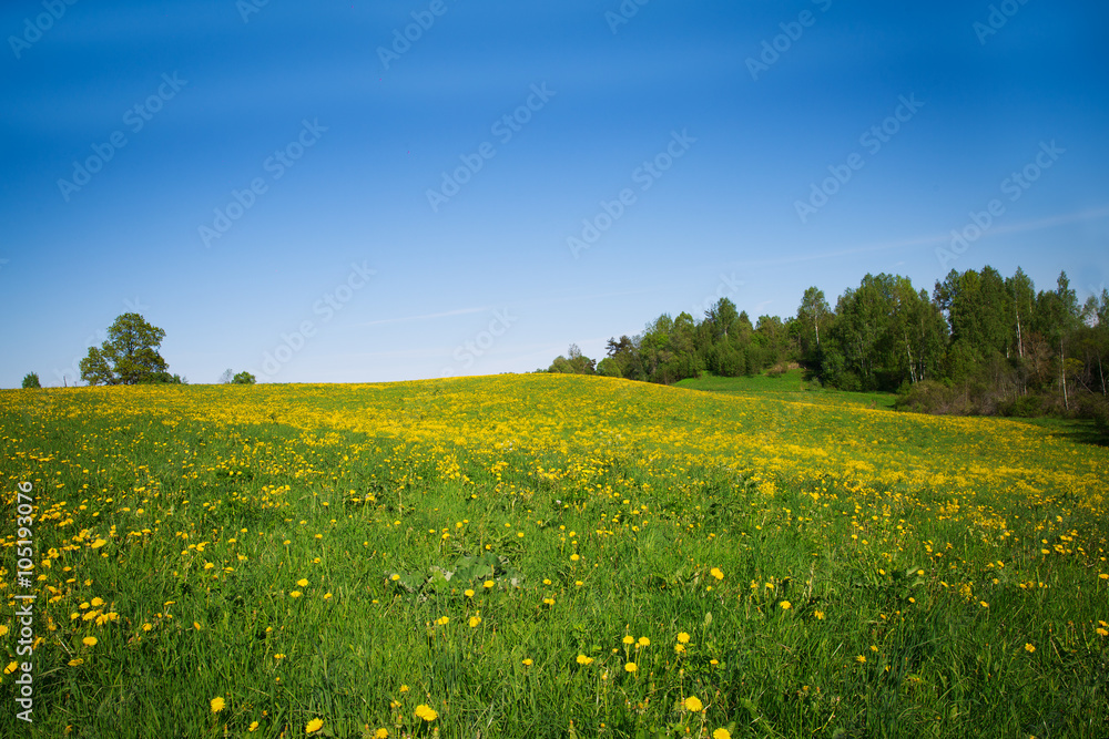 Idylic country scene dandelion field Idylic country scene dandelion field
