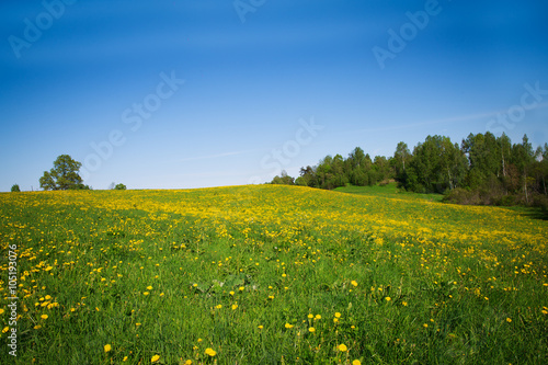 Idylic country scene dandelion field