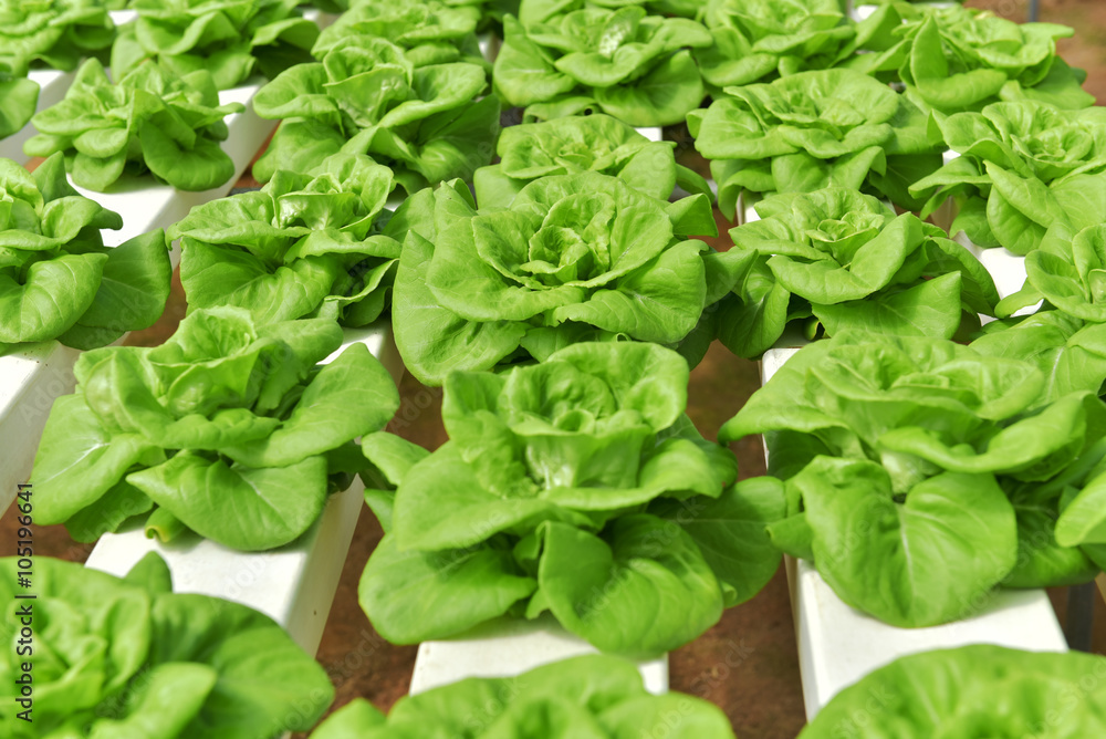 Hydroponics vegetables grown in the garden Hydroponics vegetables grown in the garden