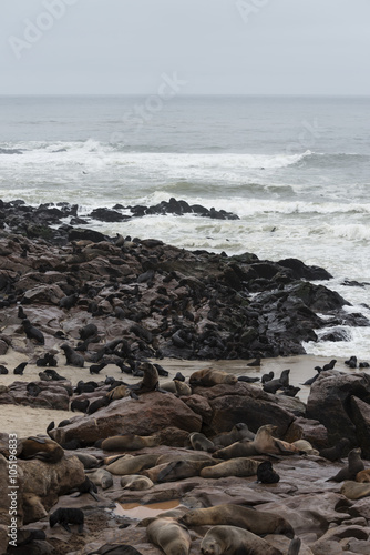 Fur Seal colony at Cape Cross (Namibia)