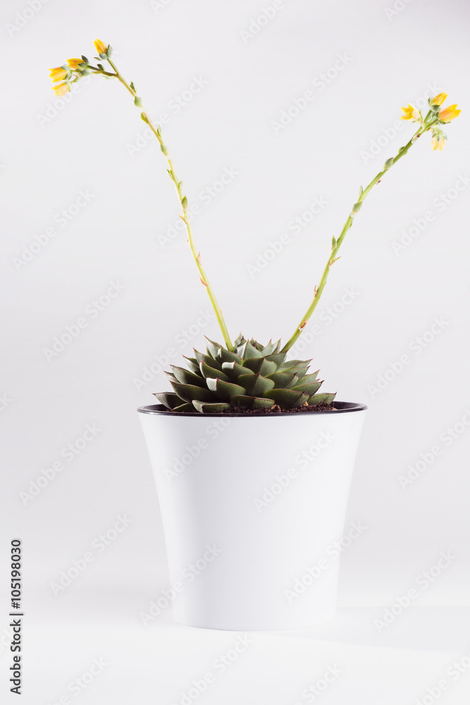 Flowering succulent Echeveria on a white background Flowering succulent Echeveria on a white background