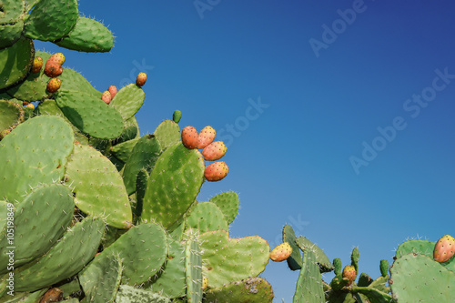 Prickly pear (Fichi d india) Sicily