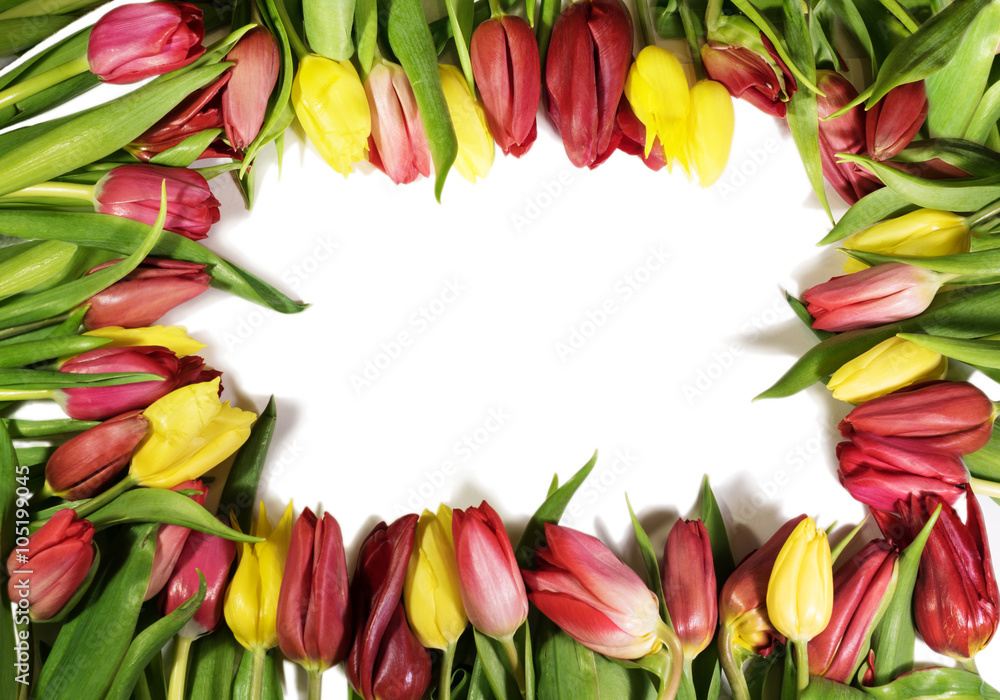tulip
tulip