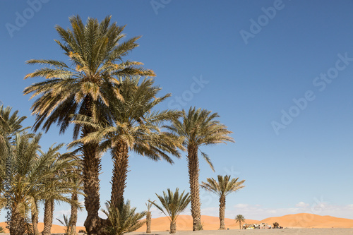 palm trees in the sand desert of Merzouga © lindacaldwell