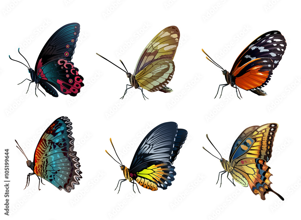Naklejka premium Six colorful butterflies sitting on a white background