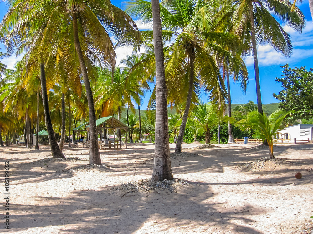Tropical coconut palms on the famous Souffleur Beach in La Desirade, Guadeloupe Archipelago in Antilles.