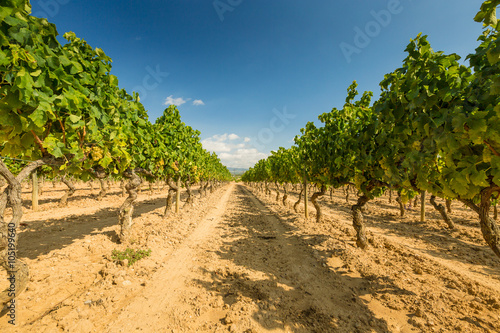 Vineyards with harvest of white grapes