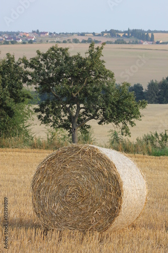 Harvesting crop field photo