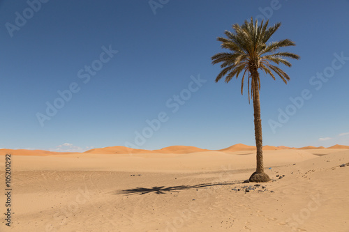 palm trees in the sand desert of Merzouga