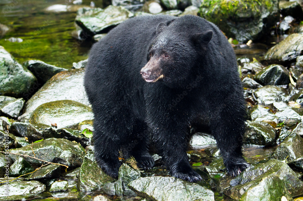 Fototapeta premium A Black Bear looking for fish in river,Vancouver Island, Canada