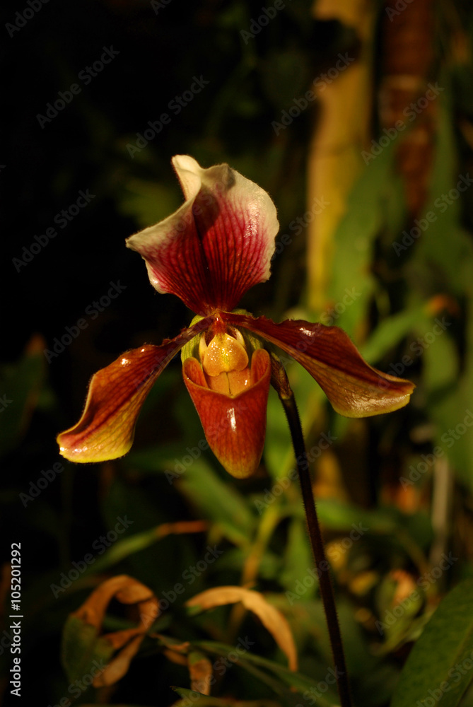 Orchidée sabot de Vénus jaune et rouge Stock Photo | Adobe Stock