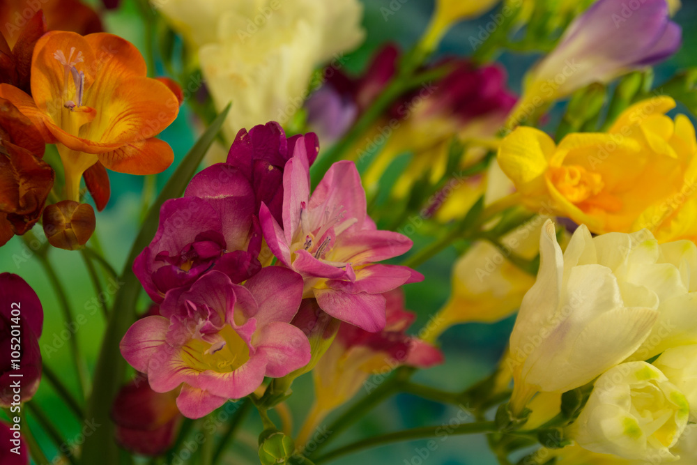 Fototapeta premium Freesia flowers on bright background