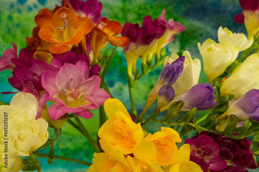 Freesia flowers on bright background