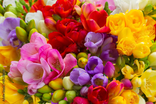 Fototapeta Naklejka Na Ścianę i Meble -  Fresh freesia flowers