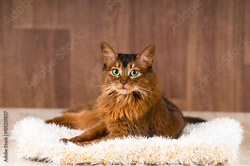 Somali cat portrait on fluffy bed