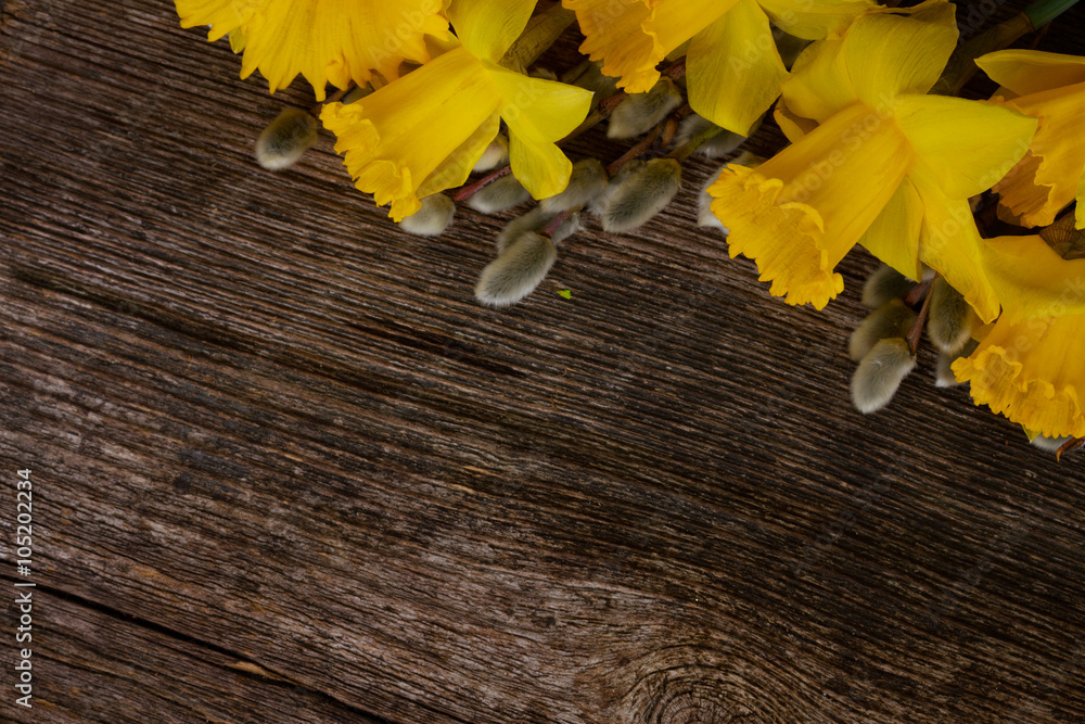 Obraz premium spring narcissus with catkins