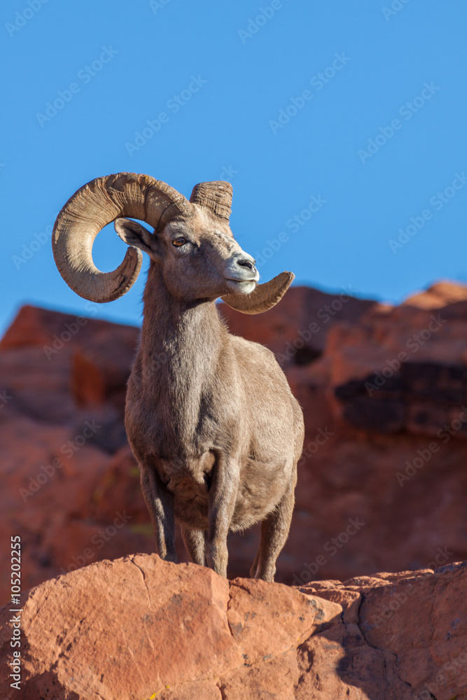 Obraz premium Desert Bighorn Sheep Ram in Nevada