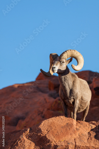
Desert Bighorn Sheep Ram in Nevada