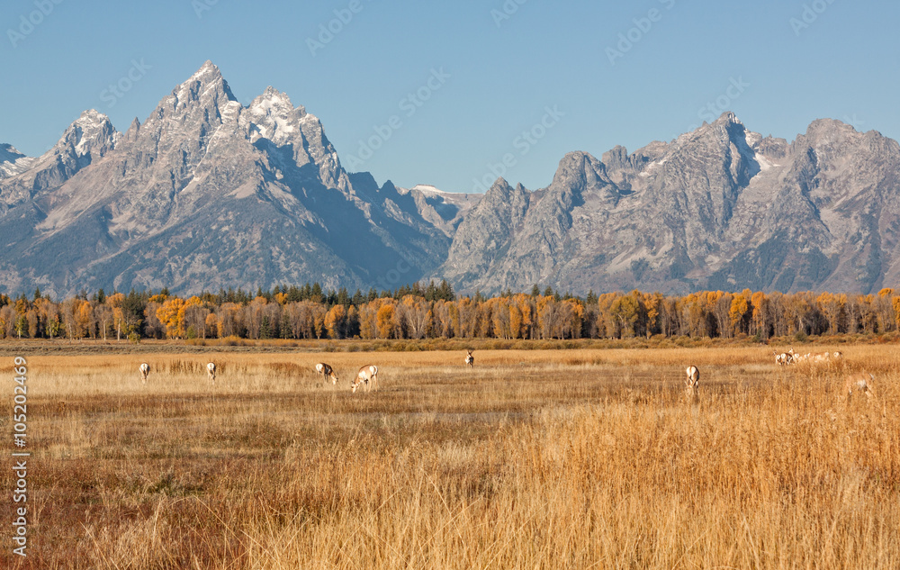 Pronghorn herd in the Tetons