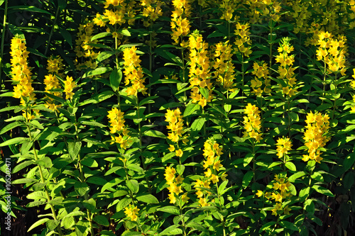 Lysimachia vulgaris closeup photo