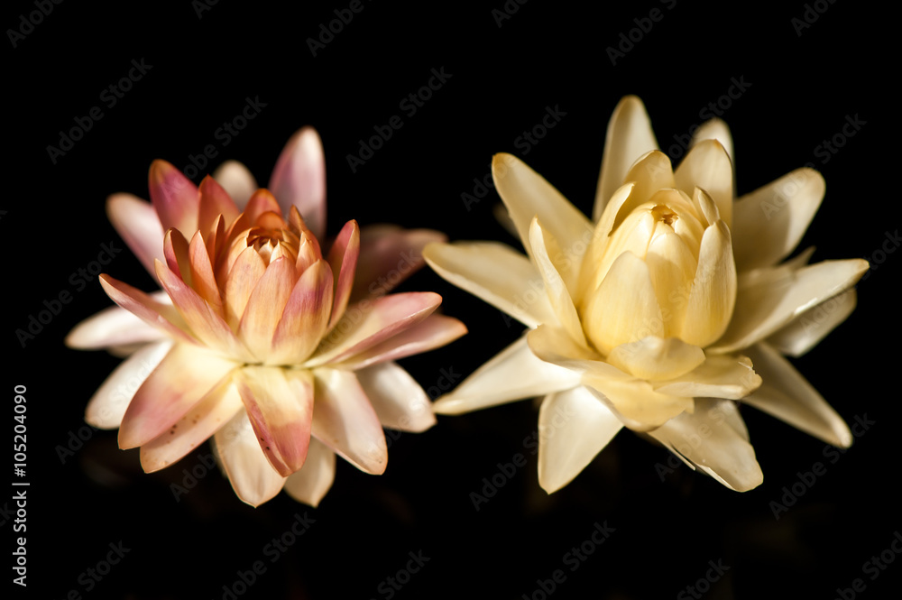 Two lotus flowers isolated on black background