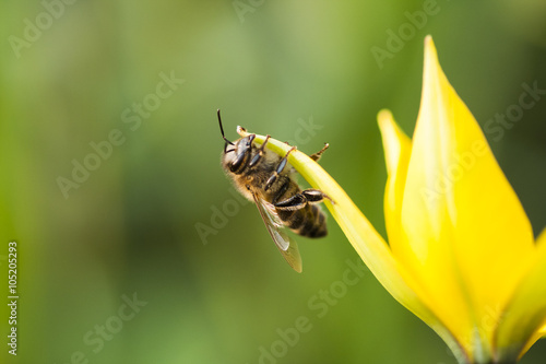 Honey bee on a yellow wild tulip with natural background