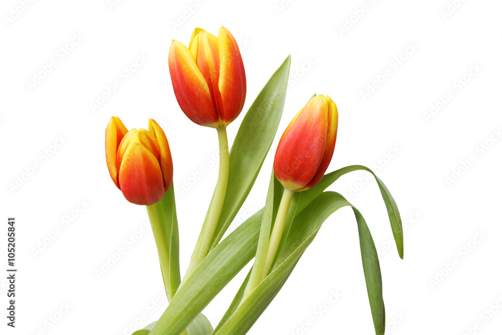 Three red-yellow tulip flowers isolated on white Three red-yellow tulip flowers isolated on white