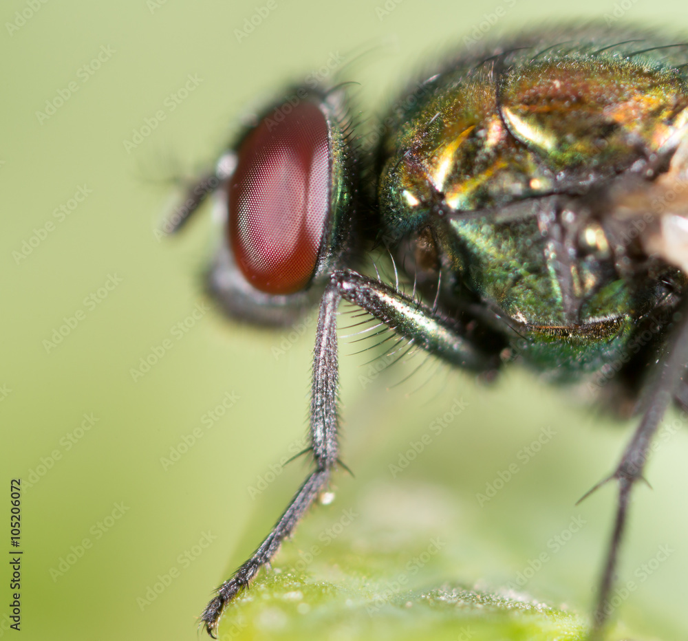 fly in nature. close fly in nature. close