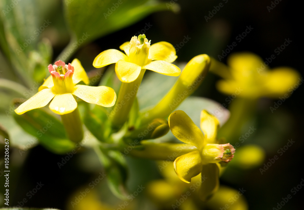 Fototapeta premium beautiful little yellow flower in nature