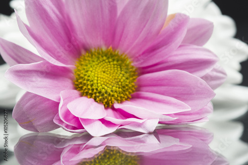 Group of beautiful chrysanthemum flowers with leaves and details 