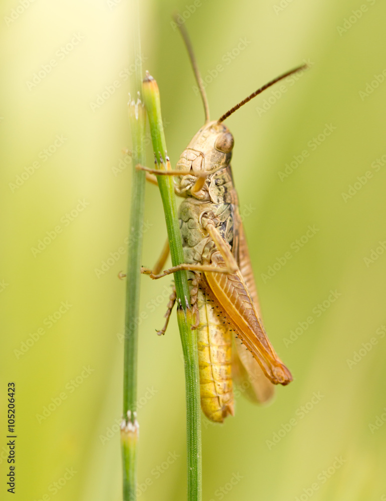 grasshopper in nature. close grasshopper in nature. close