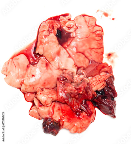 gut fish blood over a white background