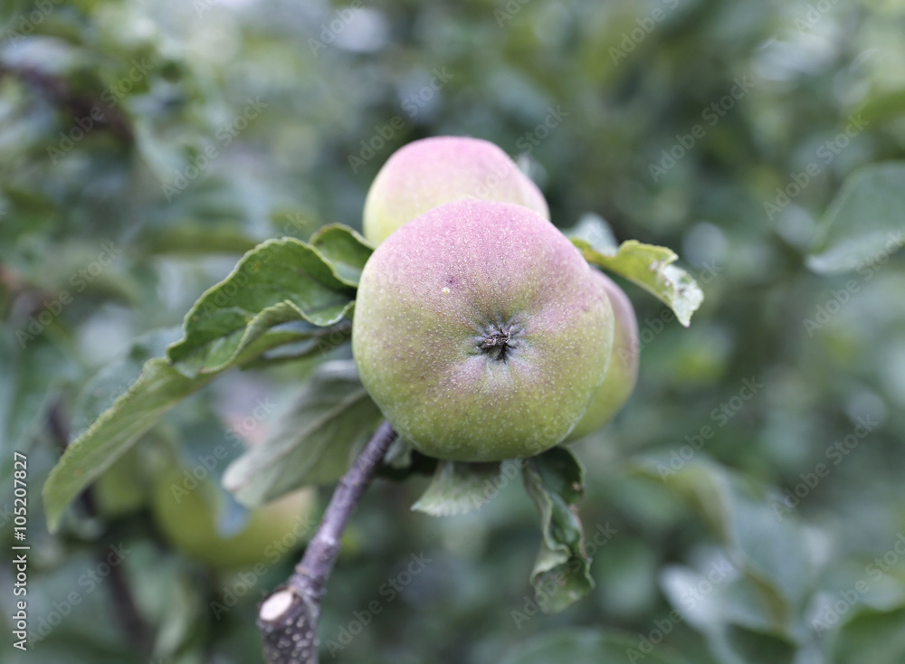 Red juicy apple on a branch apple trees Red juicy apple on a branch apple trees