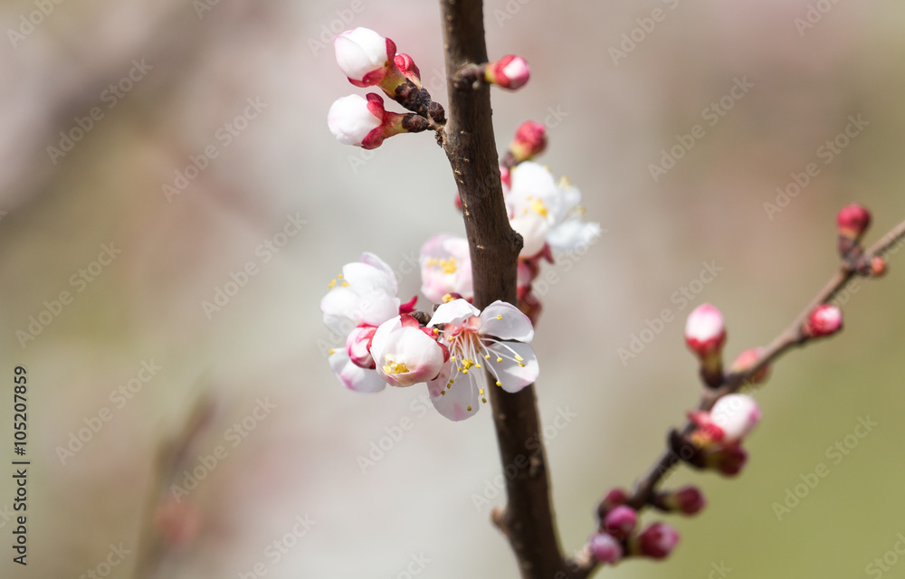 apricot flowers on a tree in nature apricot flowers on a tree in nature