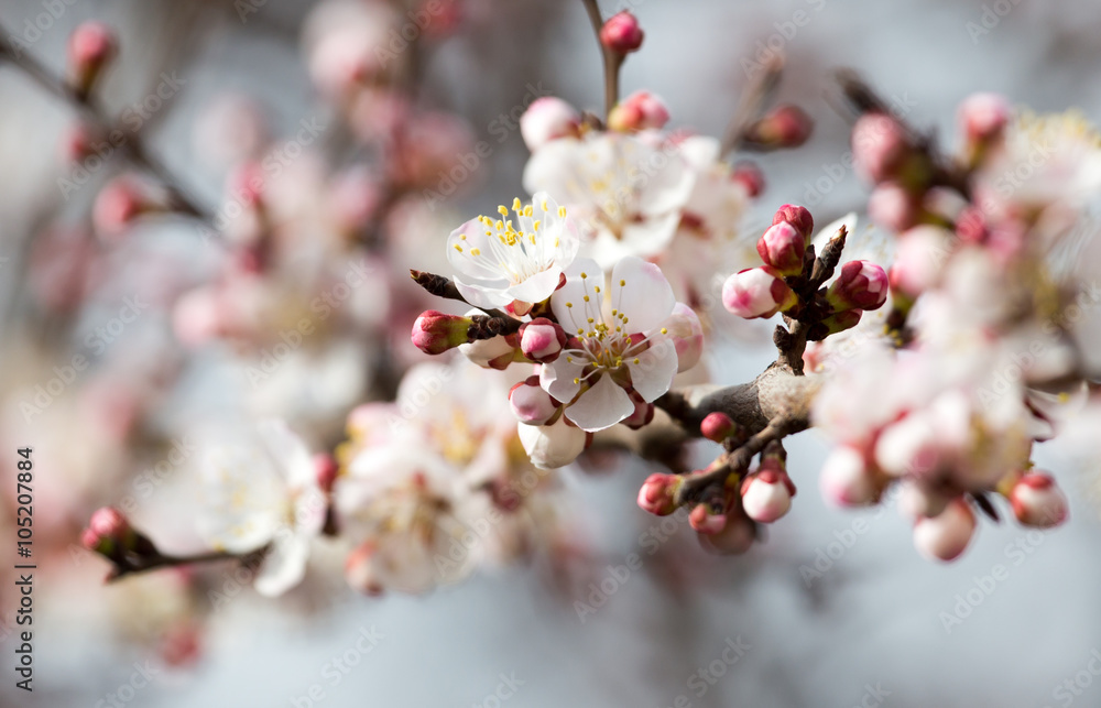 apricot flowers on a tree in nature apricot flowers on a tree in nature