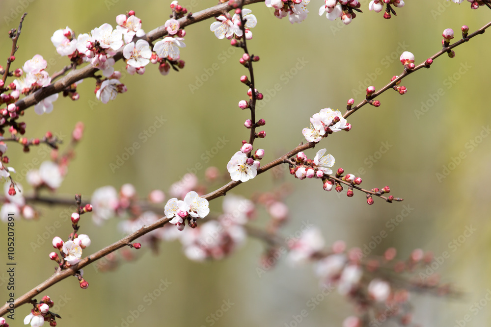 apricot flowers on a tree in nature