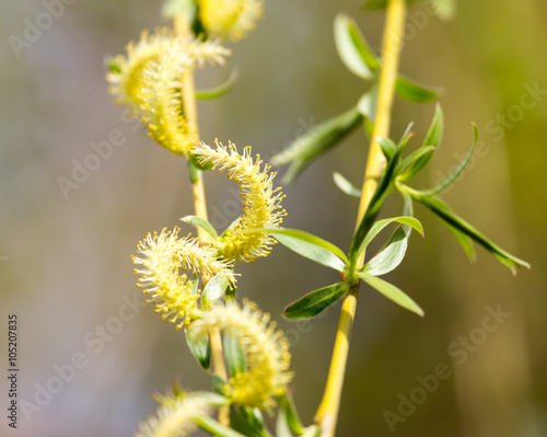 willow tree in bloom on nature