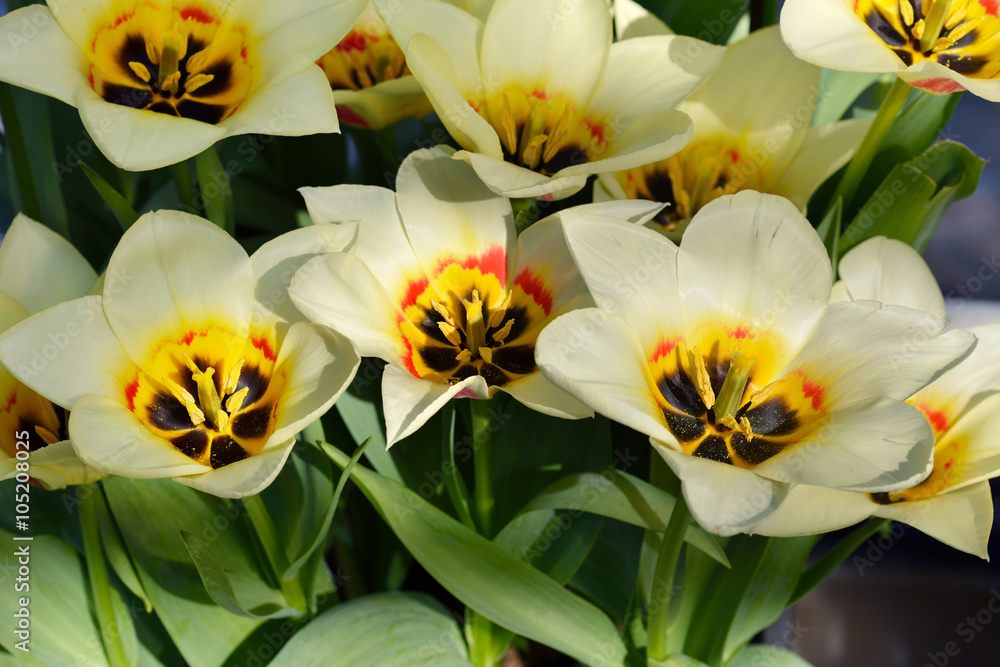 Greigii tulips are also known as Greig's tulips and Turkestan tulips Greigii tulips are also known as Greig's tulips and Turkestan tulips
