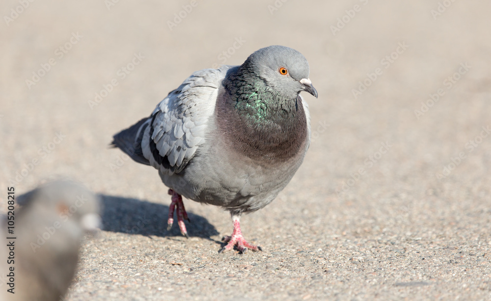 Fototapeta premium portrait of pigeon on nature