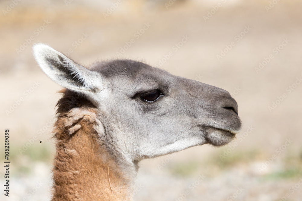 Obraz premium Portrait of a Lama in nature