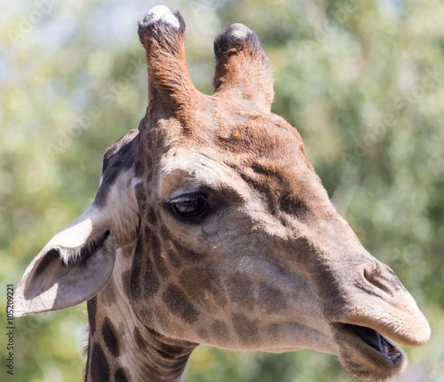 portrait of giraffe on nature