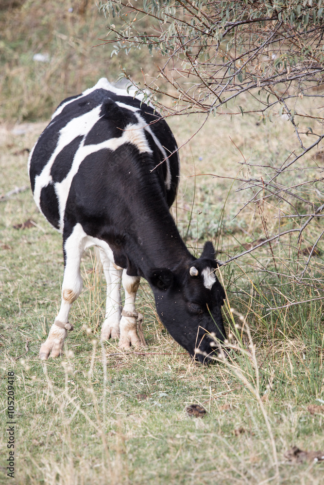 cow in a pasture in nature