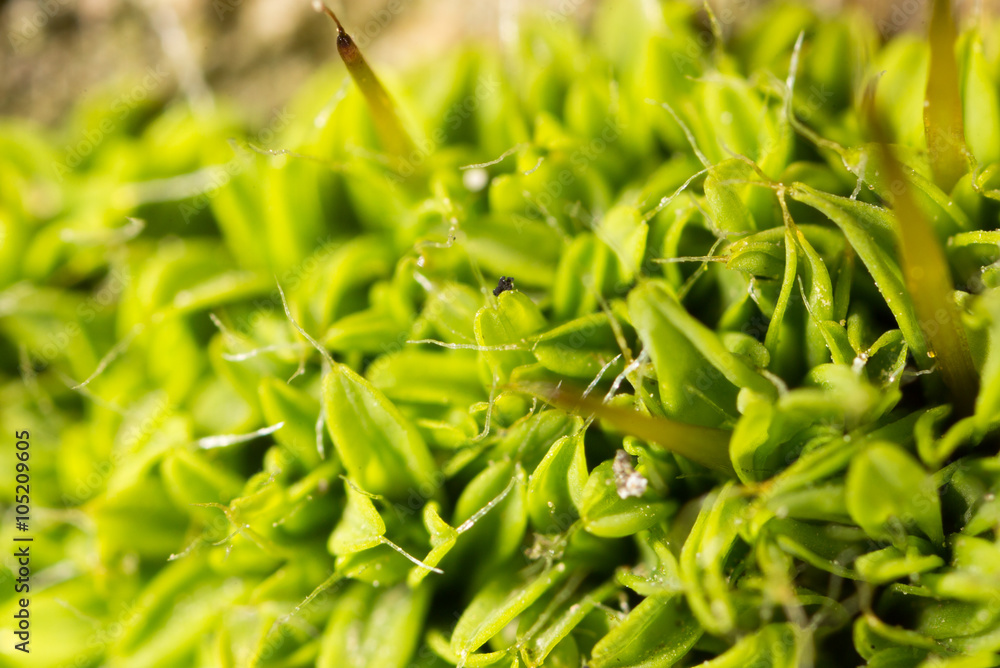 Fototapeta premium moss green in nature. macro