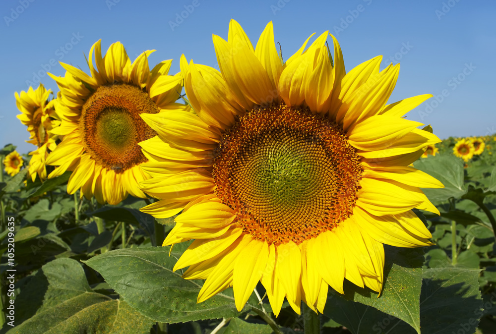 Sunflowers Sunflowers