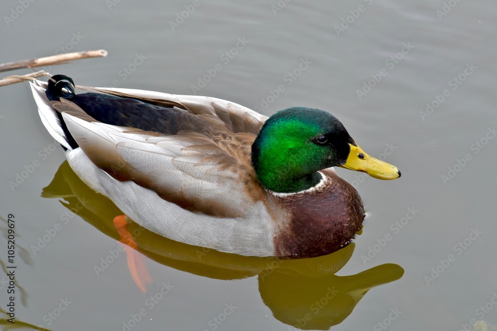 Obraz premium Mallard duck