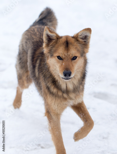 dog running outdoors in winter © schankz