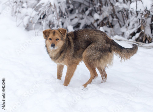 dog portrait outdoors in winter © schankz